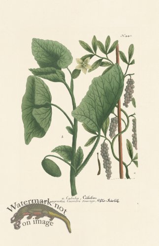 (image for) Weinmann PL 440