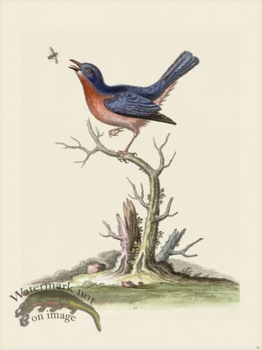 (image for) Edwards 024 Blue Red Breast