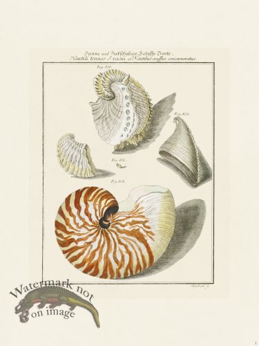 (image for) Martini Shells 006