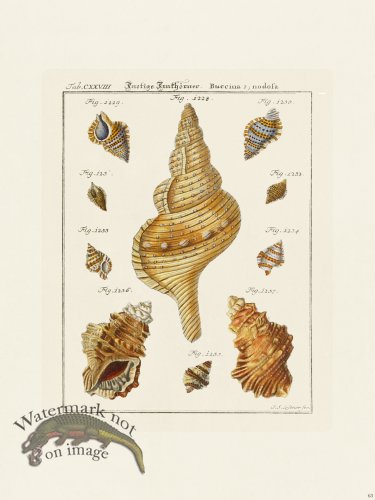 (image for) Martini Shells 063