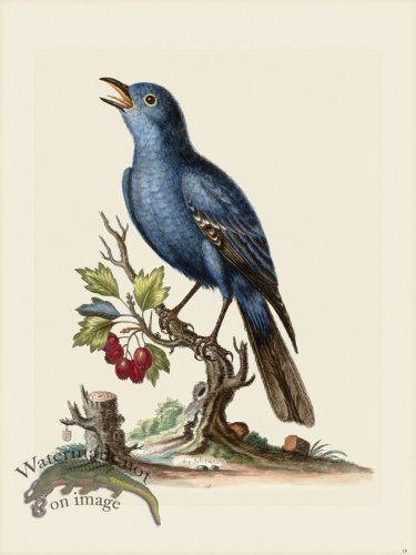 (image for) Edwards 018 Solitary Sparrow