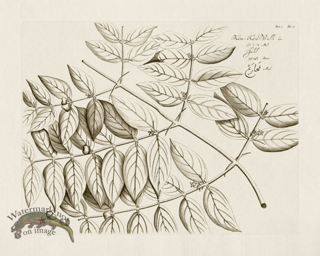 (image for) HORTUS VOl 07 17