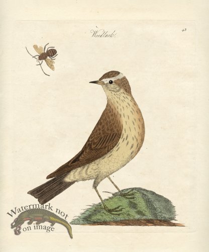 (image for) Woodlark