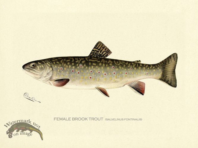 (image for) Trout - Brook Female