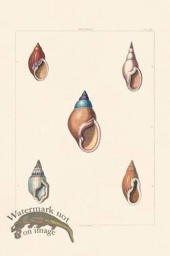 (image for) Perry Shell 29