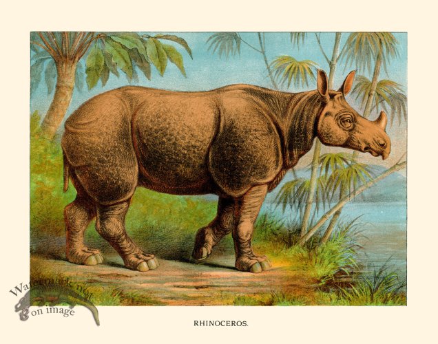 CP 17 Rhinoceros