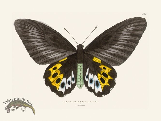 (image for) 420 Panthouse