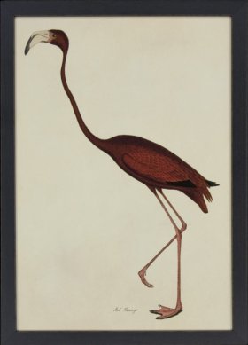 Tribute BFs 04 -- Flamingo