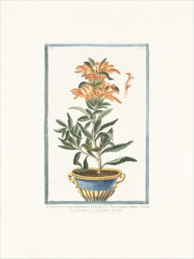 Bonelli 244 Lion's tail