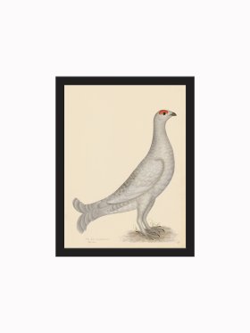 Rudbeck CFA_BF 18 GROUSE ALBINO