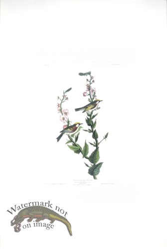 (image for) Chestnut-Sided Warbler