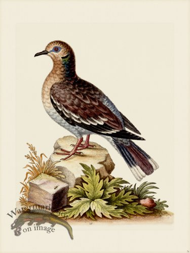 (image for) Edwards 076 Brown Indian Dove