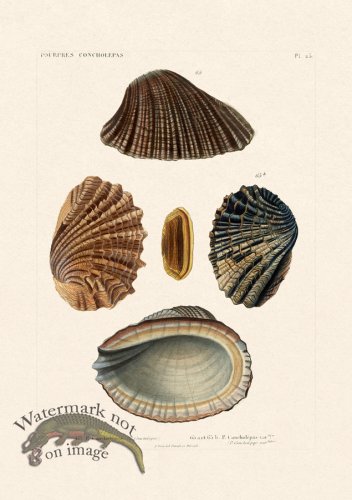 (image for) French Shell 023
