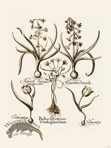 (image for) Besler 039 B1