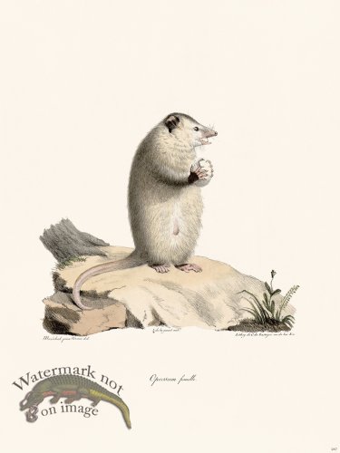 (image for) Cuvier 247 Female Opossum