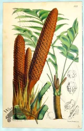 (image for) Curtis Palms 01