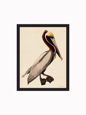 Rudbeck CFA_BF 99 Brown Pelican