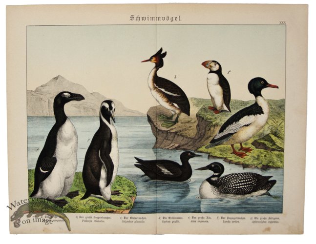 Penguin Puffin Diver