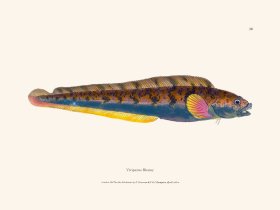 039 Viviparus Blenny