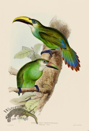 (image for) Golden-green Aracari