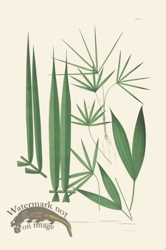 (image for) Rodrigues Palm Front 041