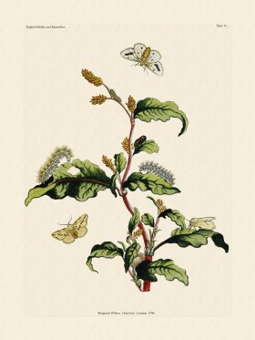 (image for) Wilkes Butterflies 011