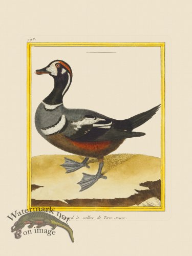 (image for) Martinet Bird 798