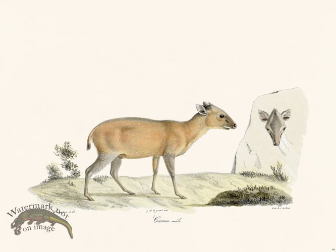 (image for) Cuvier 049 Grimm Male