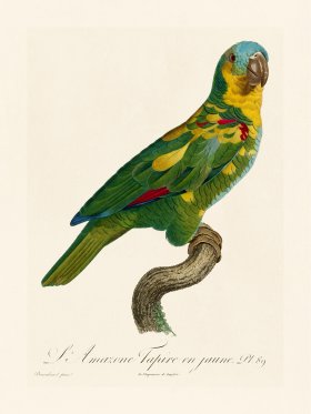 Barraband Parrot 089