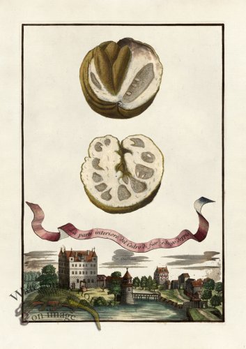 (image for) Volckamer 057