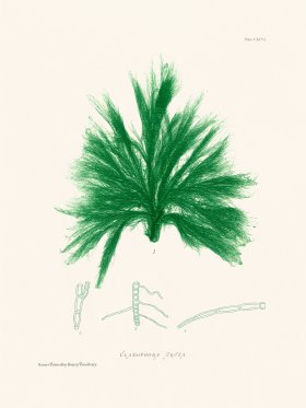 Bradbury Seaweed 196