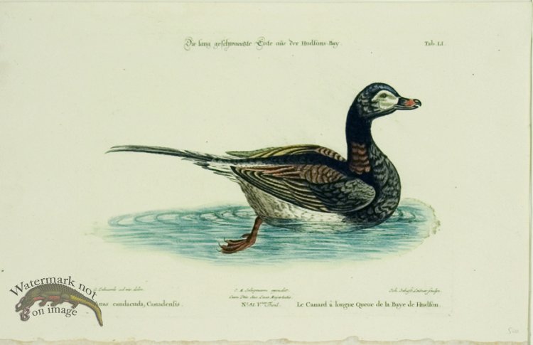 (image for) Seligmann Duck 10