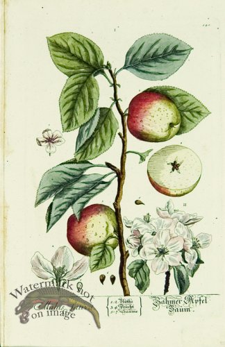 Blackwell German 168