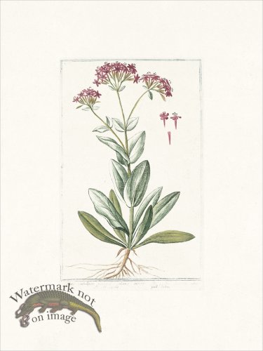 (image for) Bonelli 527 Catchfly