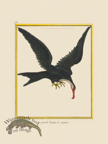 (image for) Martinet Bird 961