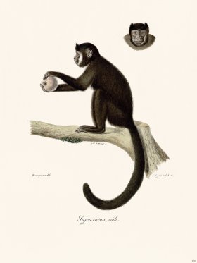 Cuvier 400 Sajou Jorned Male