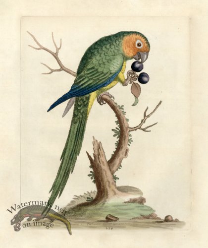(image for) Edwards Parrot 12.jpg