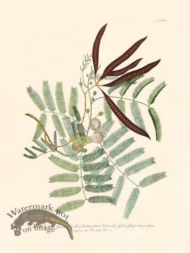 Trew Botanical 36