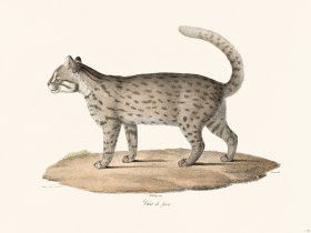 Cuvier 114 Gaua Cat