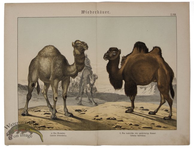 (image for) Camel 