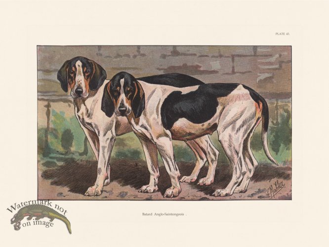 (image for) Les Chiens 043