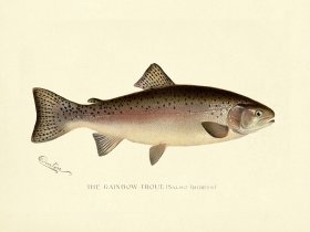 Trout - Rainbow