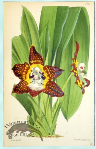 (image for) Curtis Orchids 26