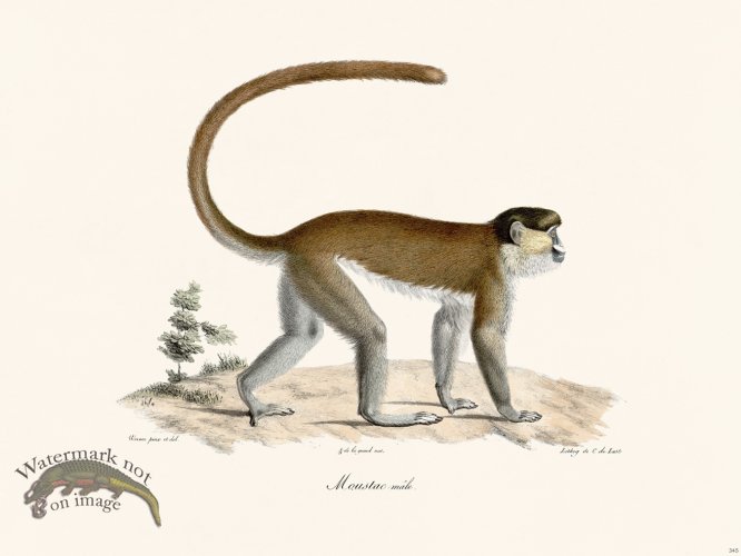 Cuvier 345 Male Moustac