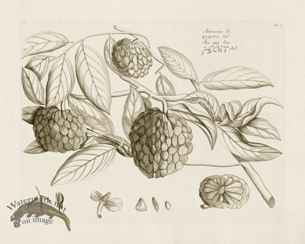 (image for) HORTUS VOl 03 29