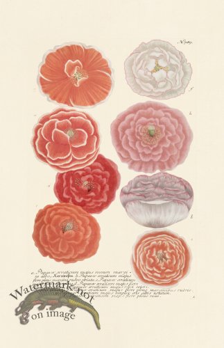 (image for) Weinmann PL 789