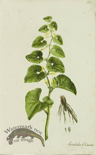 (image for) 1828_Gmp 072