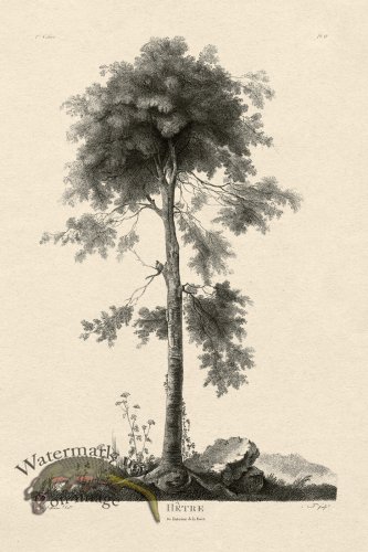 (image for) Defiennes Tree 17