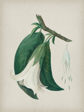 Andean Botanicals 026