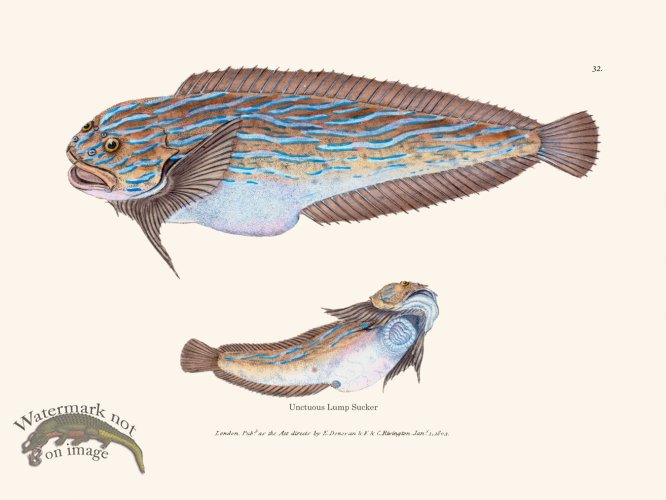 (image for) 032 Unctuous Lump Sucker